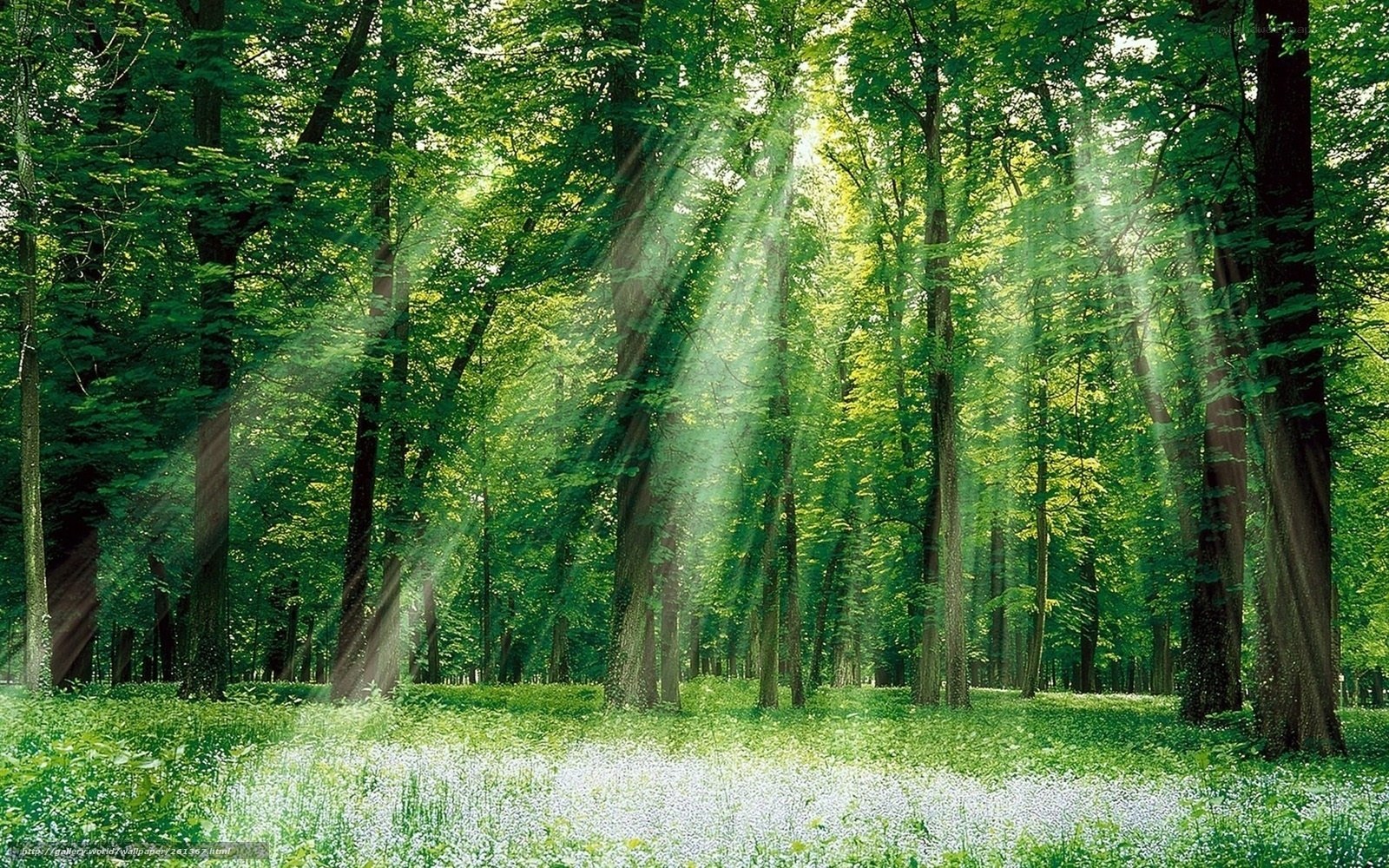 Sunlight through forest canopy