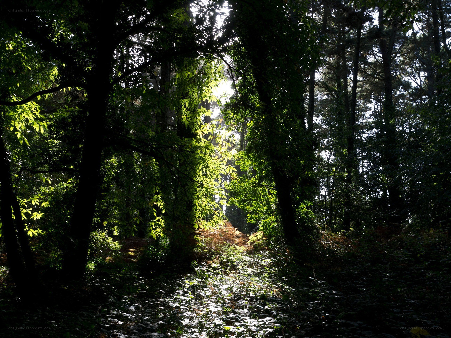 Sunlight through forest canopy