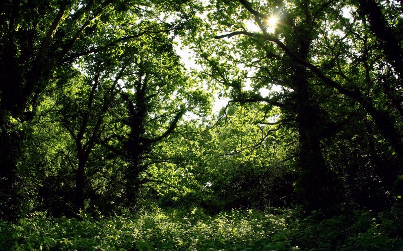 Sunlight through forest canopy