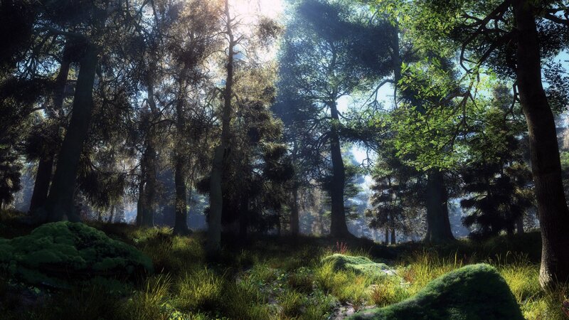Sunlight through forest canopy