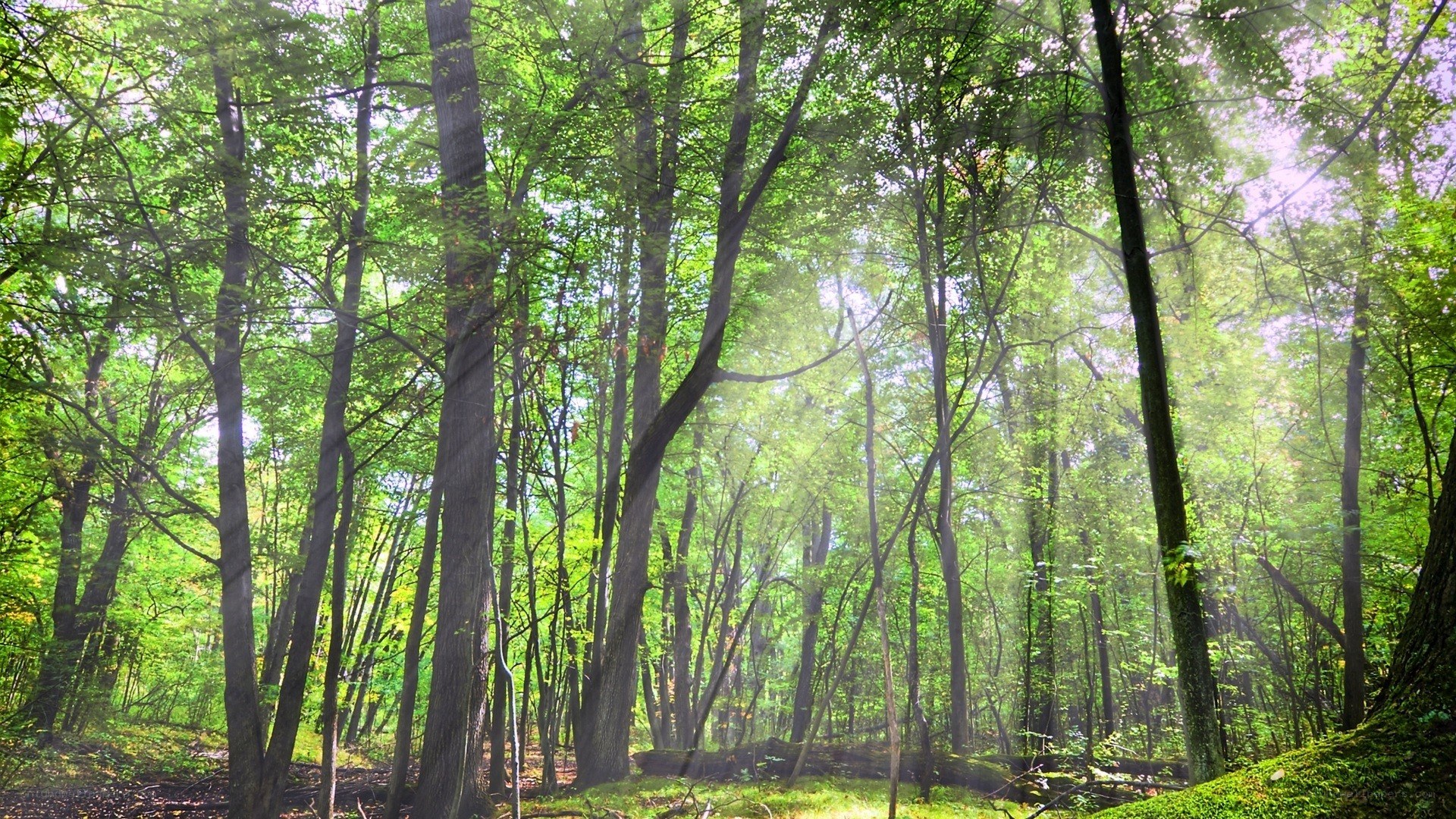 Sunlight through forest canopy