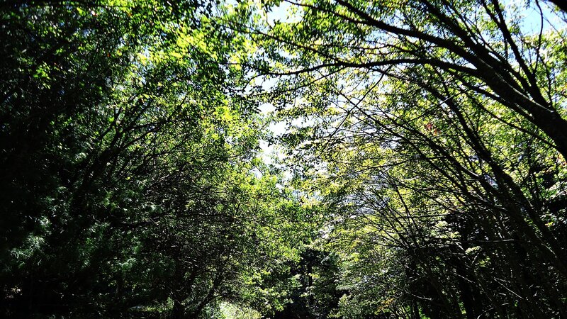 Sunlight through forest canopy