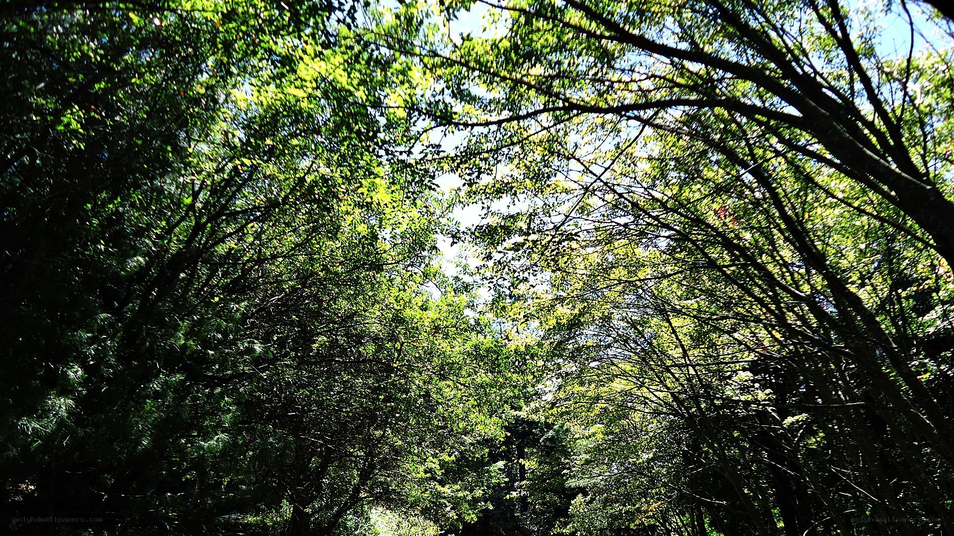 Sunlight through forest canopy