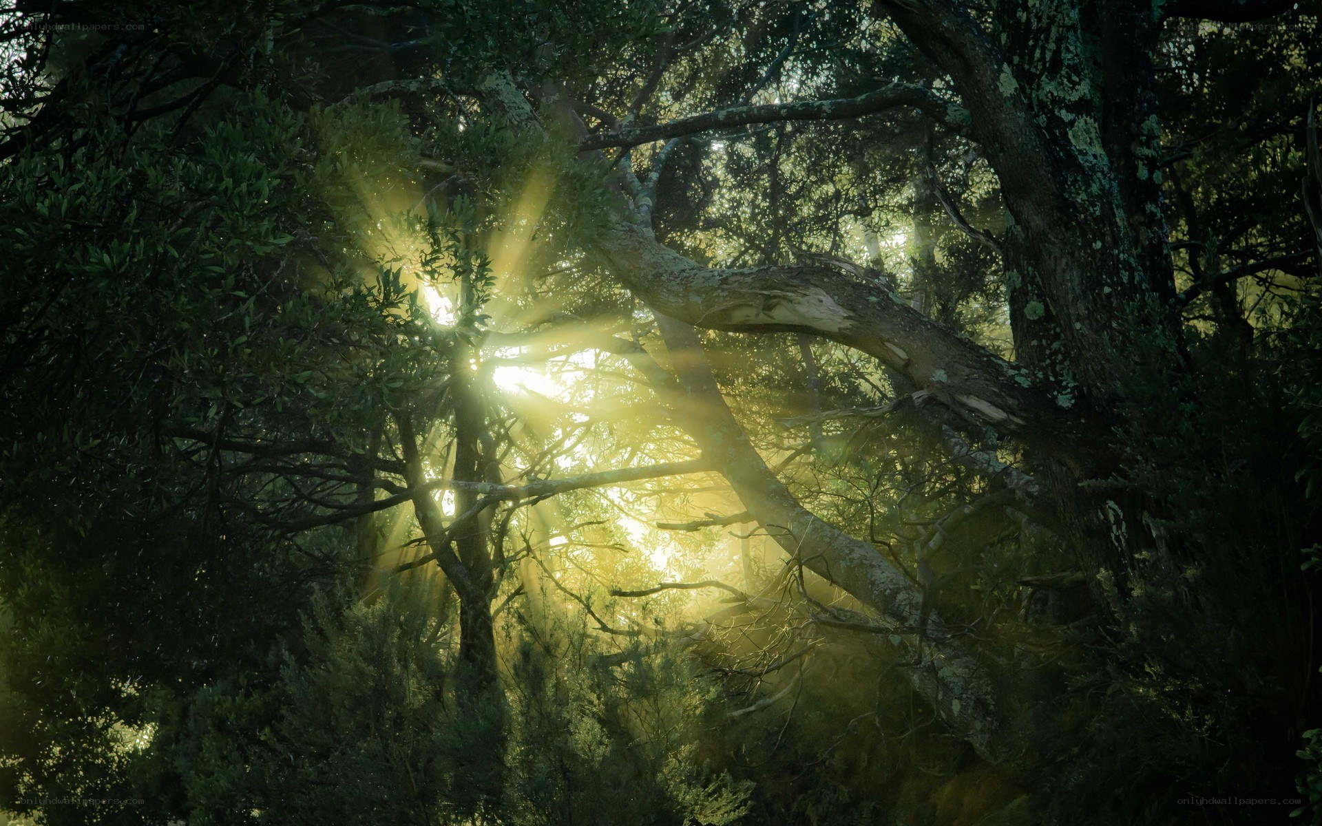 Sunlight through forest canopy
