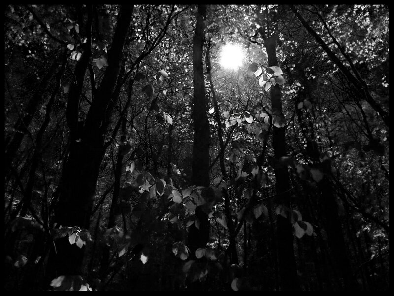 Sunlight Through Forest Canopy — Black, Dramatic