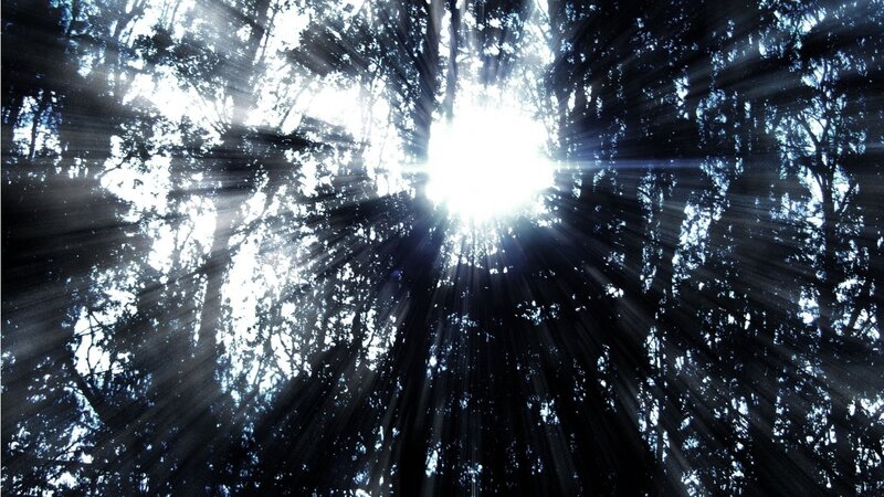 Sunlight Through Forest Canopy — Black