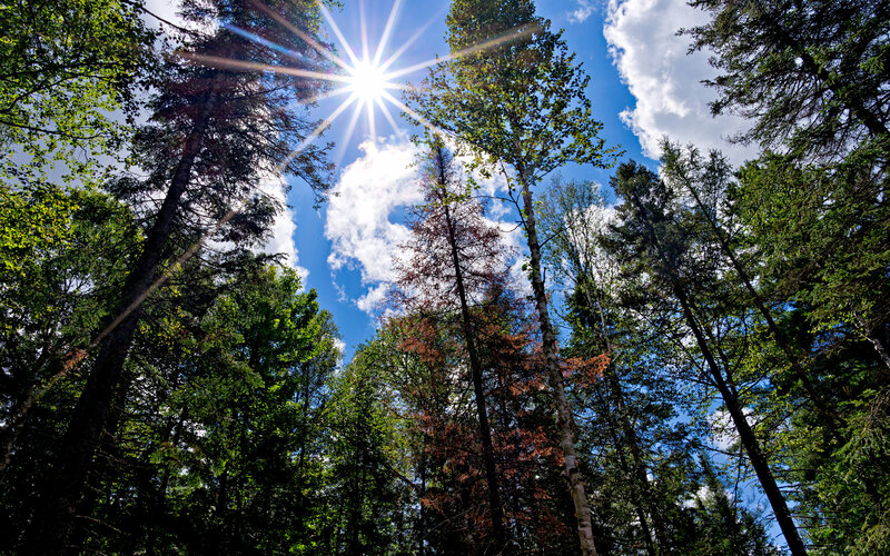 Sunlight Through Forest Canopy — Blue, Serene