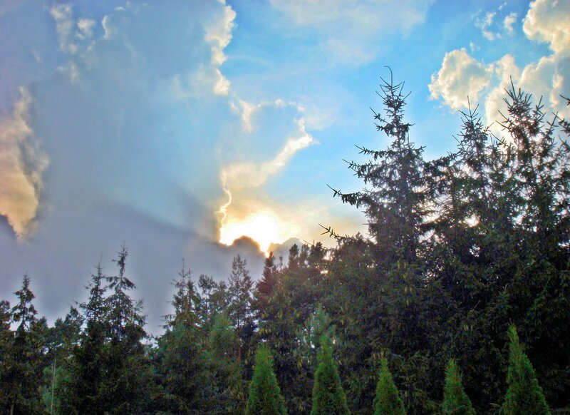 Sunlight Through Forest Canopy — Blue