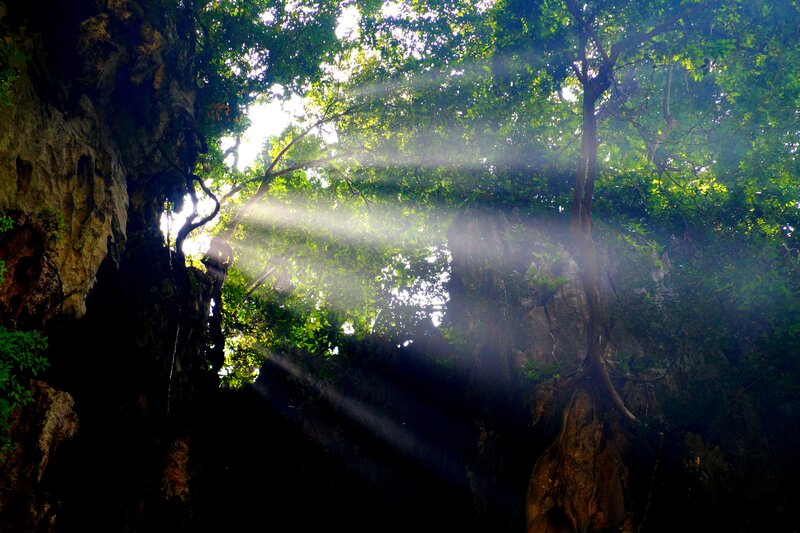 Sunlight Through Forest Canopy — Green, Dramatic