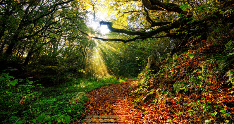 Sunlight Through Forest Canopy — Green, Serene, Afternoon, Photograph, Path