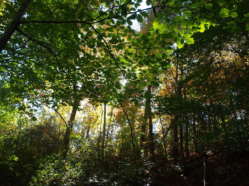 Sunlight Through Forest Canopy — Green, Serene, Afternoon, Photograph