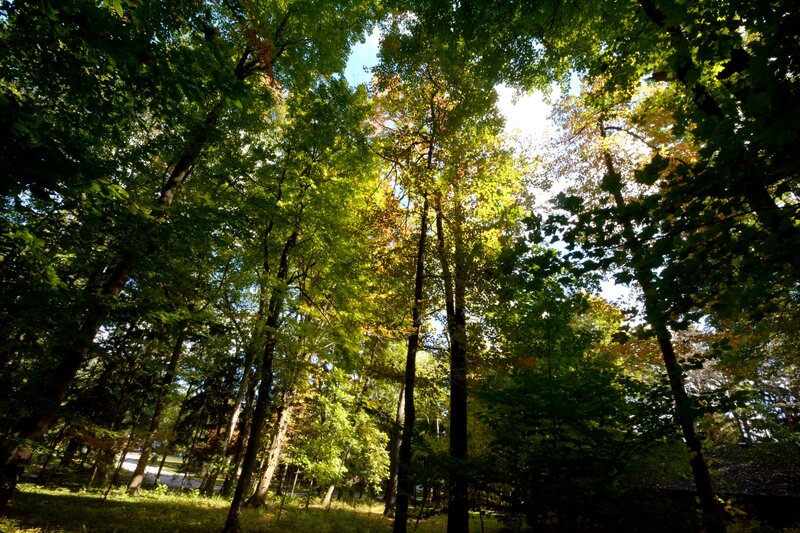 Sunlight Through Forest Canopy — Green, Serene, Afternoon, Photograph, Trees, Grass