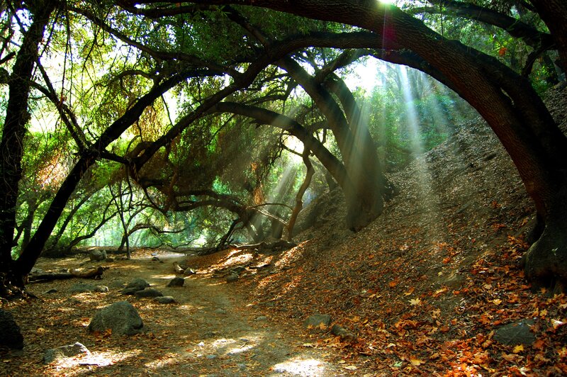 Sunlight Through Forest Canopy — Green, Serene, Afternoon, Photograph, Trees, Leaves, Rocks