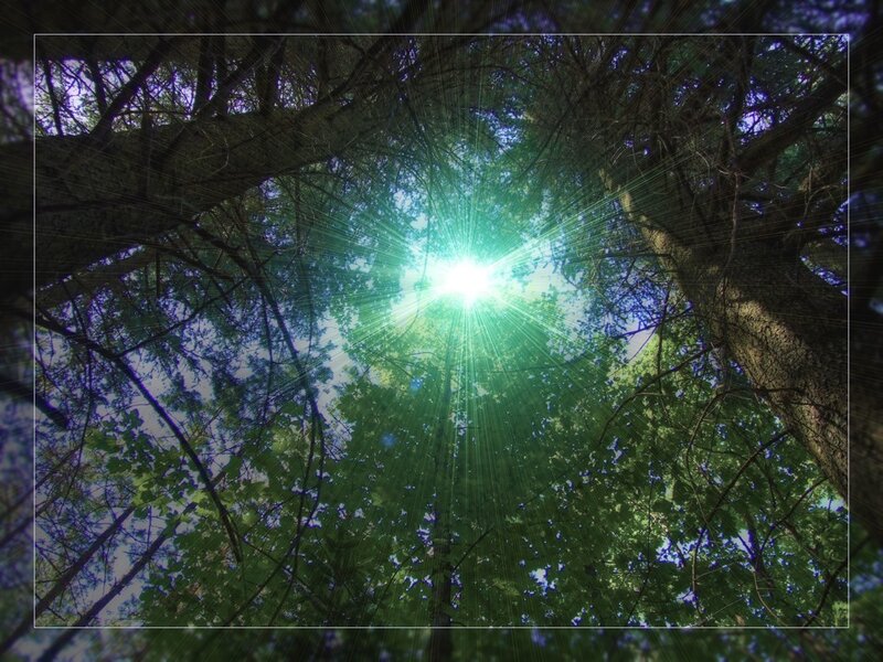 Sunlight Through Forest Canopy — Green, Serene, Afternoon, Photograph, Trees, Leaves, Sun, Blue
