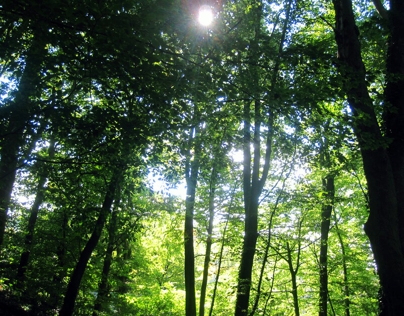 Sunlight Through Forest Canopy — Green, Serene, Afternoon, Photograph, Trees, Leaves, Sun