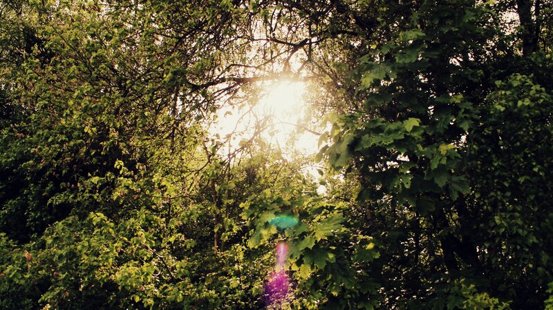 Sunlight Through Forest Canopy — Green, Serene, Afternoon, Photograph, Trees, Leaves, Sun, Yellow