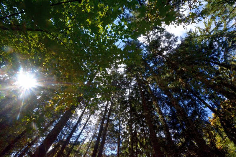 Sunlight Through Forest Canopy — Green, Serene, Afternoon, Photograph, Trees, Sky