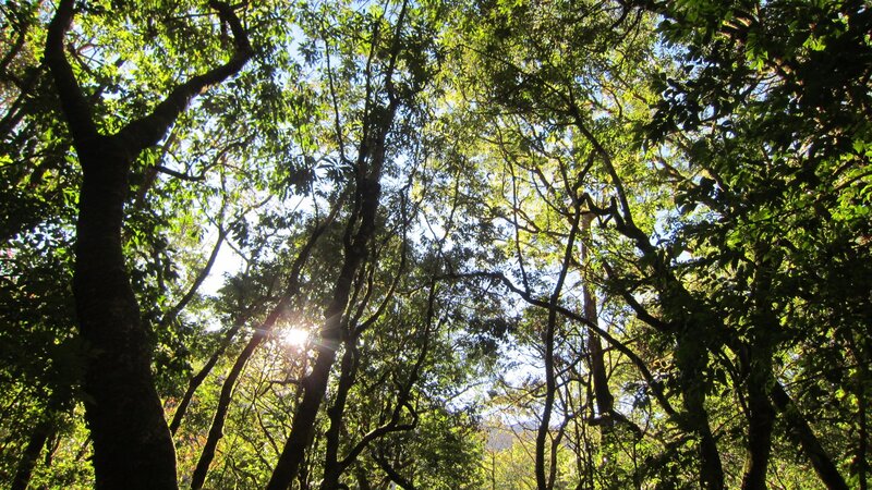 Sunlight Through Forest Canopy — Green, Serene, Afternoon, Photograph, Trees, Sun
