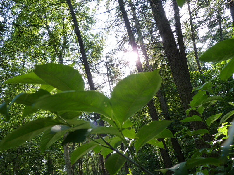 Sunlight Through Forest Canopy — Green, Serene, Afternoon, Photograph, Trees