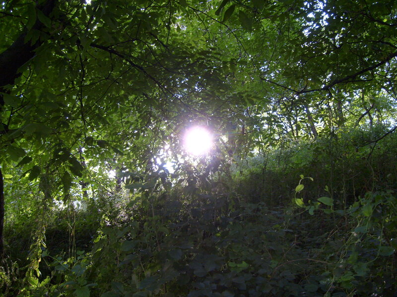 Sunlight Through Forest Canopy — Green, Serene, Afternoon