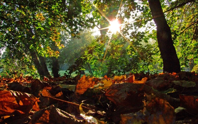 Sunlight Through Forest Canopy — Green, Serene, Autumn, Photograph