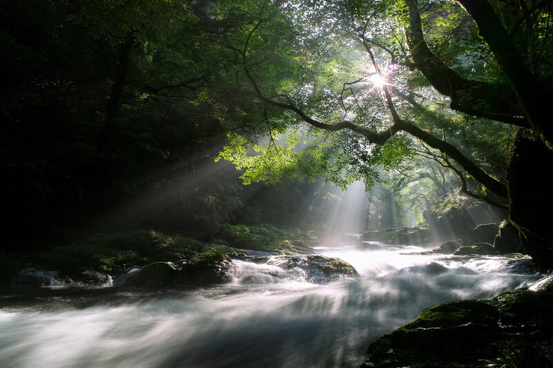 Sunlight Through Forest Canopy — Green, Serene, Morning, Photograph, River