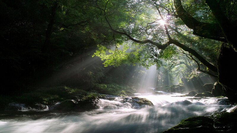 Sunlight Through Forest Canopy — Green, Serene, Morning, Photograph, River, Trees