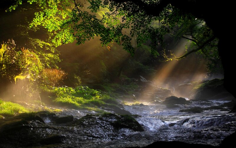 Sunlight Through Forest Canopy — Green, Serene, Morning, Photograph, Stream