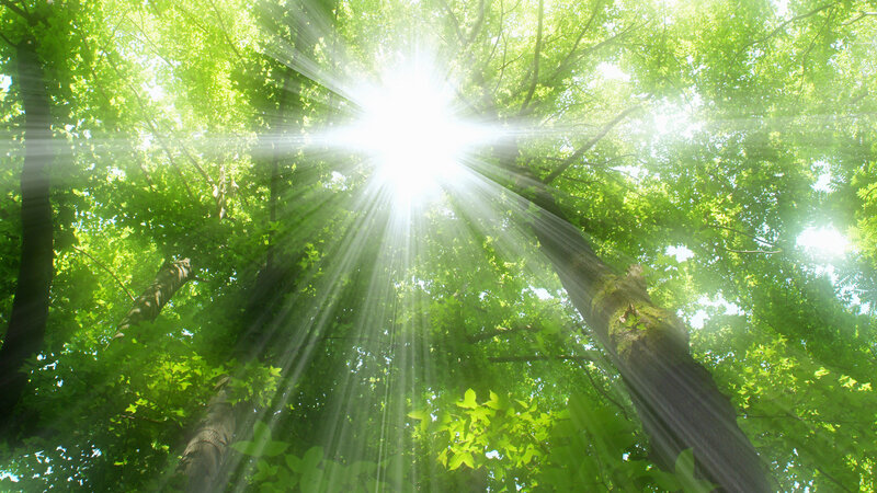 Sunlight Through Forest Canopy — Green, Serene, Morning, Photograph