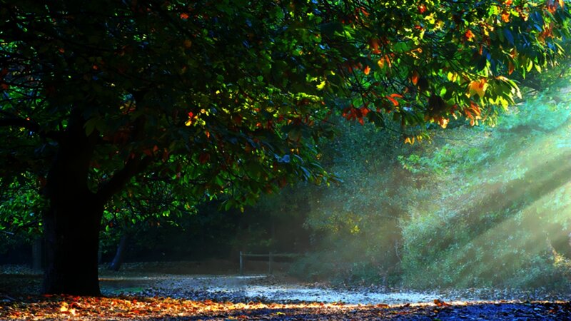 Sunlight Through Forest Canopy — Green, Serene, Morning, Photograph, Tree