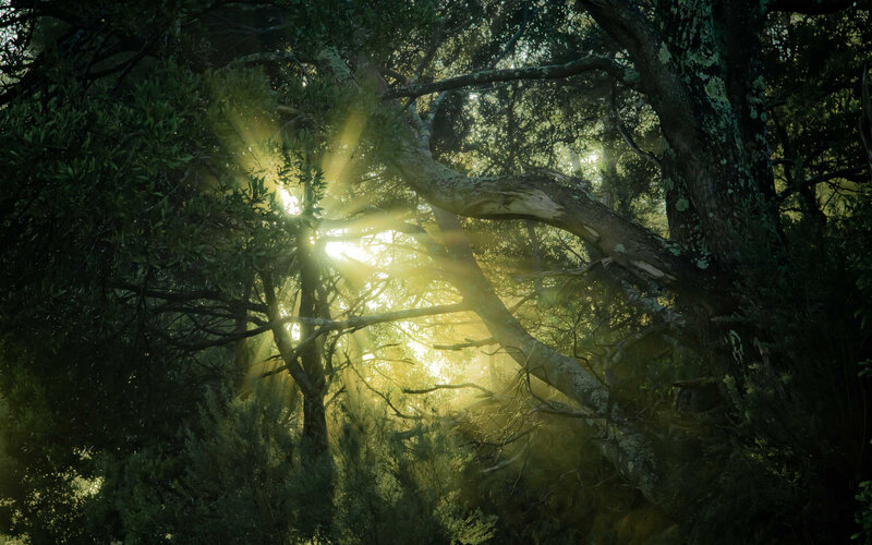Sunlight Through Forest Canopy — Green, Serene, Morning, Photograph, Trees, Branches