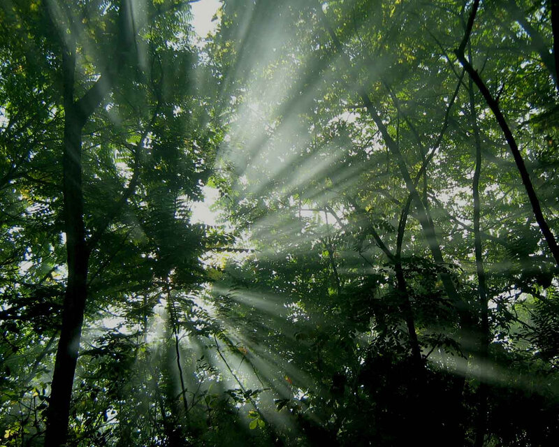 Sunlight Through Forest Canopy — Green, Serene, Morning, Photograph, Trees, Leaves, Sunbeams