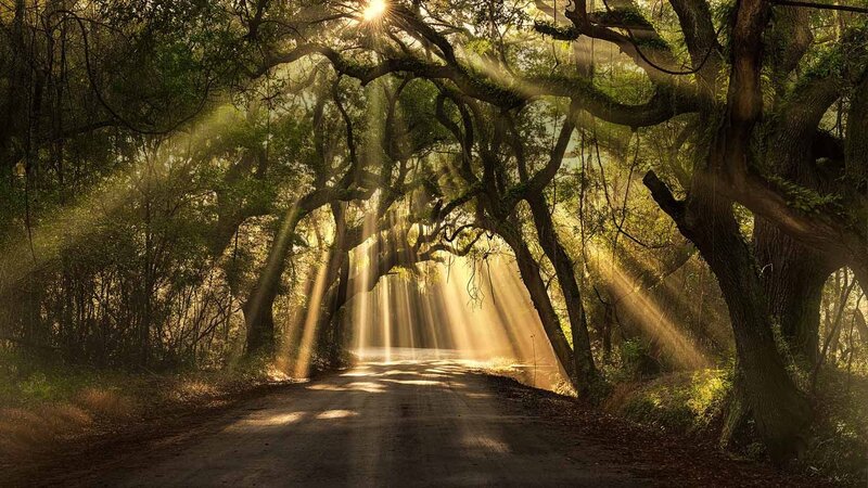 Sunlight Through Forest Canopy — Green, Serene, Morning, Photograph, Trees, Path, Sunbeams