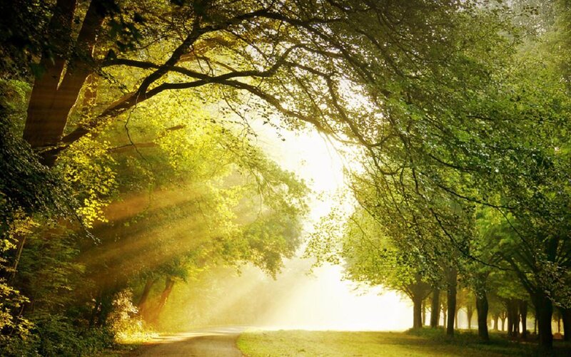 Sunlight Through Forest Canopy — Green, Serene, Morning, Photograph, Trees, Path