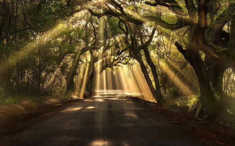 Sunlight Through Forest Canopy — Green, Serene, Morning, Photograph, Trees, Road, Sunbeams