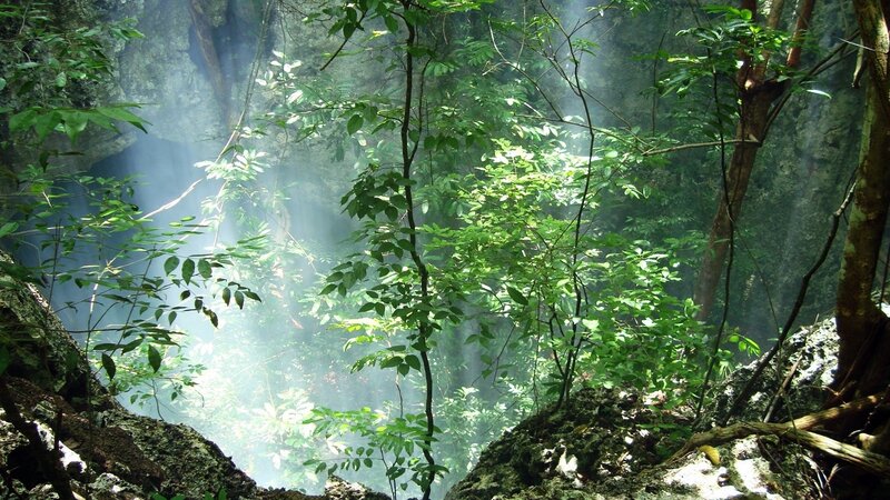 Sunlight Through Forest Canopy — Green, Serene, Morning, Photograph, Trees, Rocks, Foliage