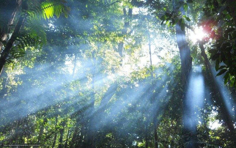 Sunlight Through Forest Canopy — Green, Serene, Morning, Photograph, Trees, Sunbeams, Foliage
