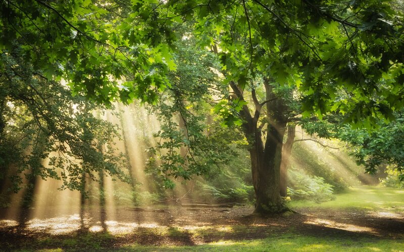 Sunlight Through Forest Canopy — Green, Serene, Morning, Photograph, Trees, Sunbeams, Grass