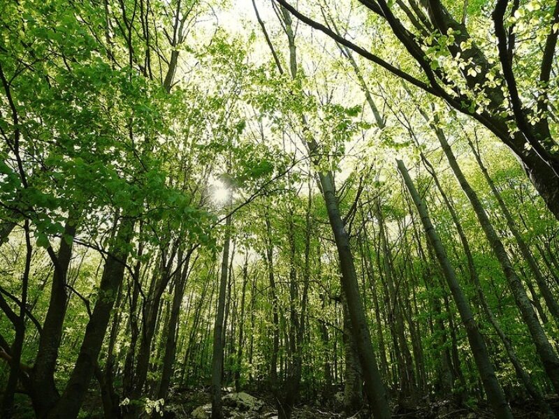 Sunlight Through Forest Canopy — Green, Serene, Morning