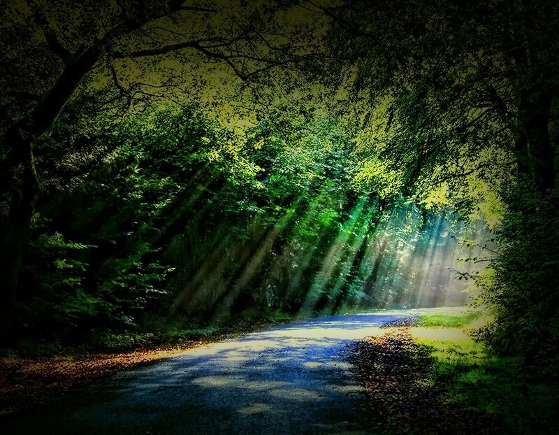 Sunlight Through Forest Canopy — Green, Serene