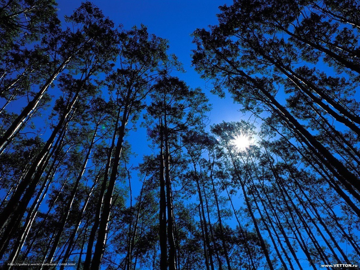 Sunlight through forest canopy