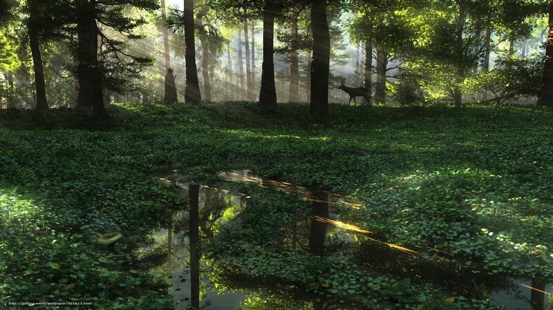 Sunlight through forest clearing