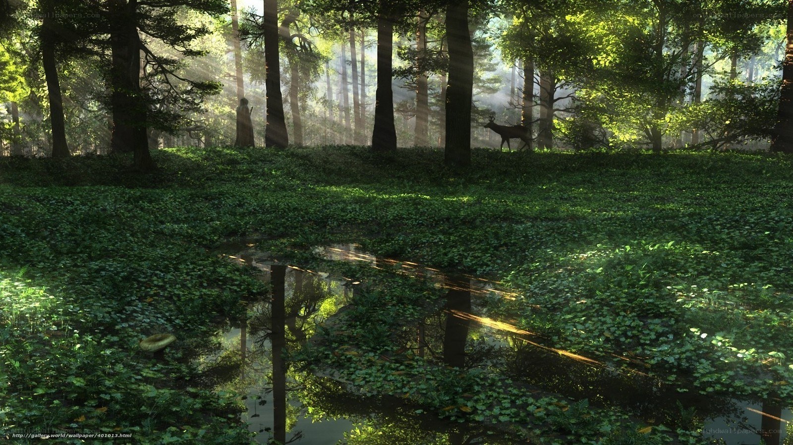 Sunlight through forest clearing