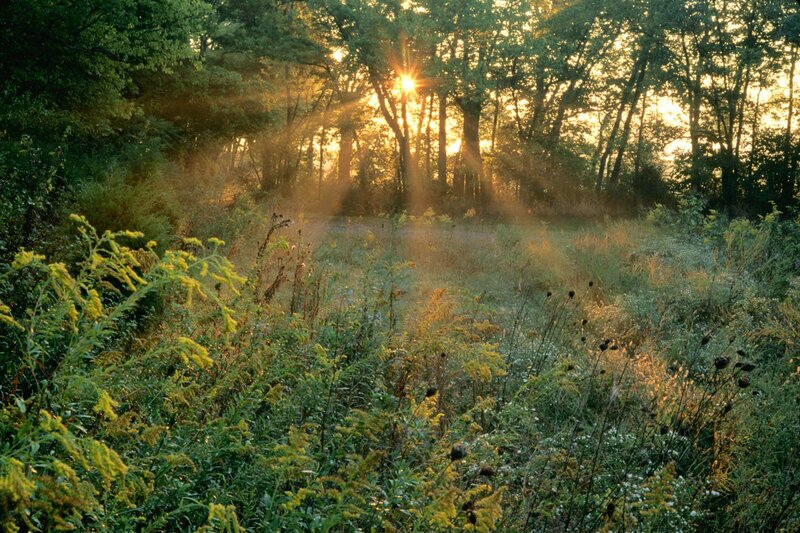Sunlight through forest clearing