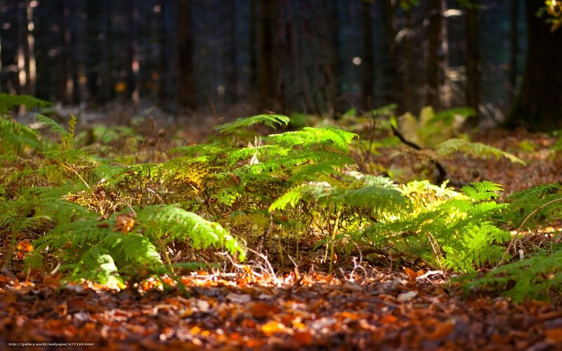 Sunlight through forest ferns