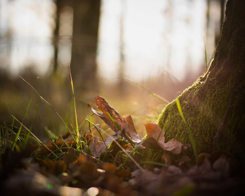 Sunlight through forest floor