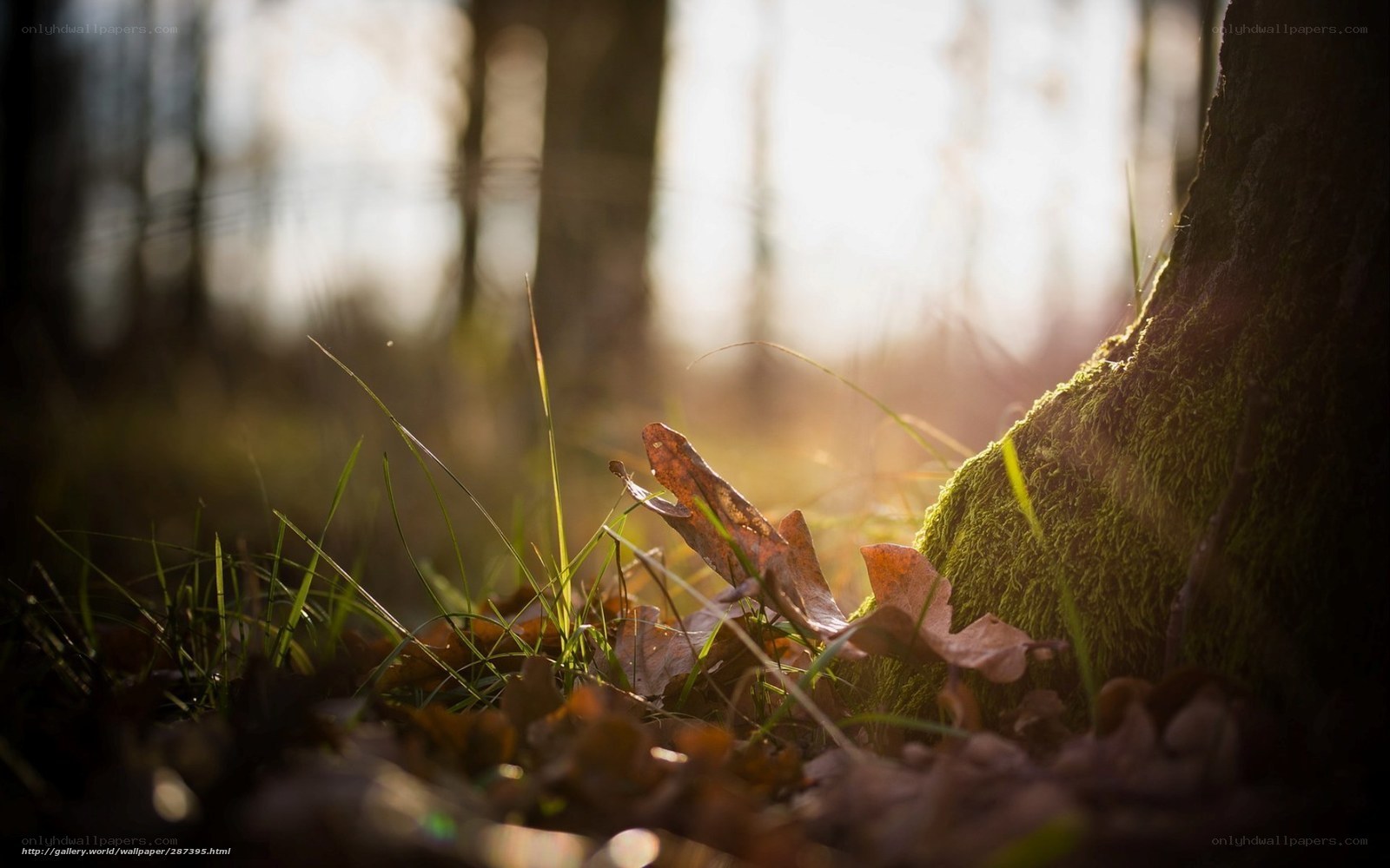 Sunlight through forest floor