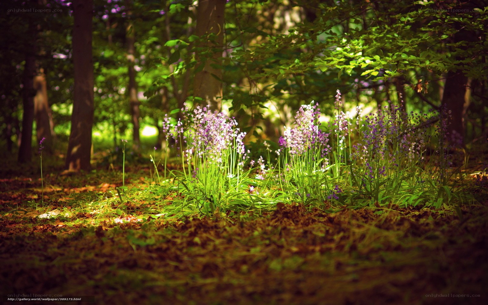 Sunlight through forest flowers