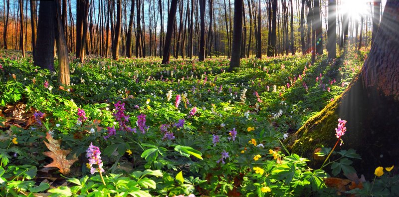 Sunlight through forest flowers