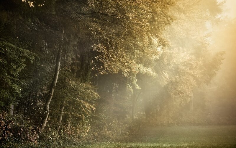 Sunlight Through Forest — Fog, Grass